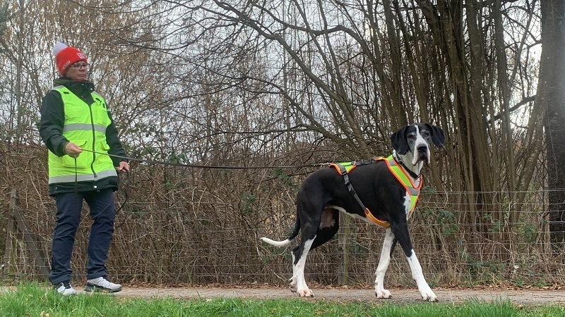 Mantrailing-Seminar mit Nina Ort Suchhundeausbildung "lange Trails taktisch arbeiten mit mehreren Hunden"