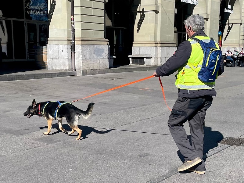 Mantrailing-Seminar mit Nina Ort Suchhundeausbildung "lange Trails taktisch arbeiten mit mehreren Hunden"